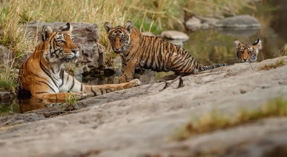 amazing-bengal-tigers-nature