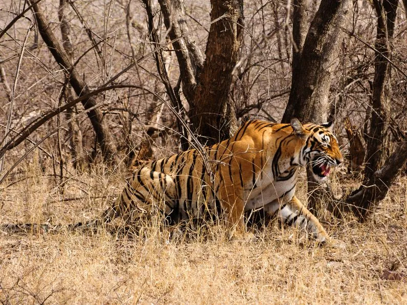 best time to visit ranthambore