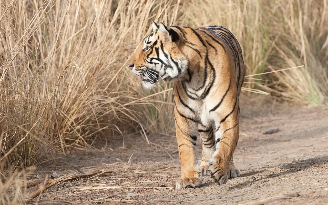 ranthambore-image