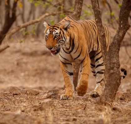 visitranthambore-hero